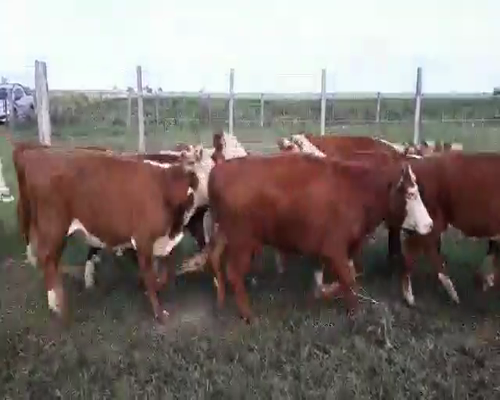 Lote Terneros/as en Pergamino, Buenos Aires
