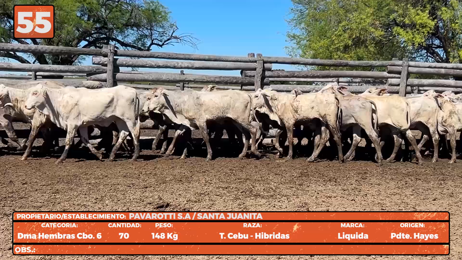 Lote LOTE 55