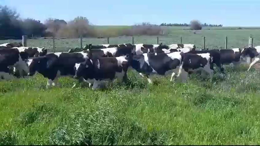 Lote (Vendido)20 Terneros HOLANDO a remate en #37 Pantalla Carmelo 155kg -  en BOCA EL CUFRE