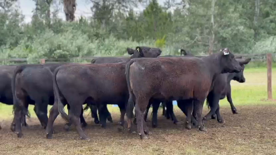 Lote 10 Vaquillonas preñadas