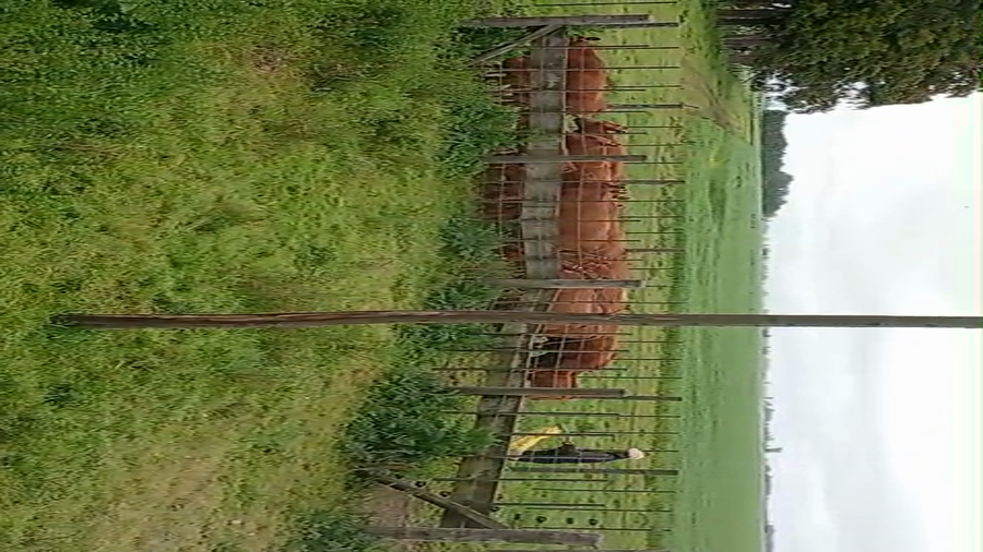 Lote 15 Vacas con Cría  en Buenos Aires, Saladillo