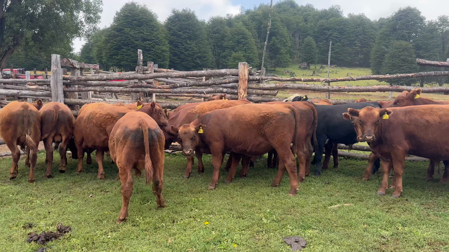 Lote 20 Ternero en Coyhaique, XI Región Aysén