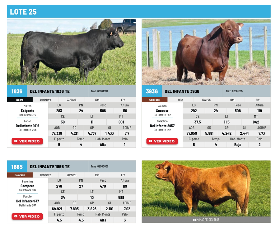 Lote Lote 25