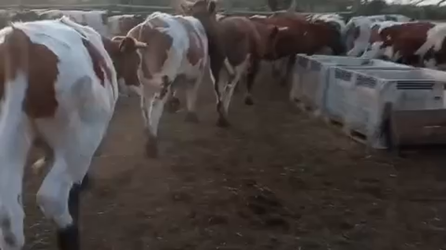 Lote 21 Novillo Engorda en Pirque, Región Metropolitana