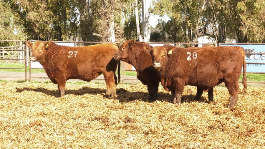 Lote TOROS ANGUS COLORADOS PC