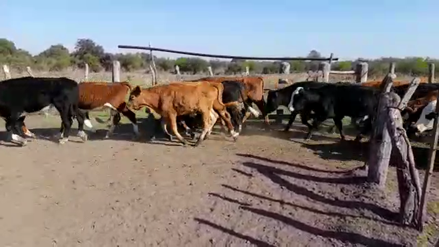 Lote 78 Novillitos en Sauce, Corrientes