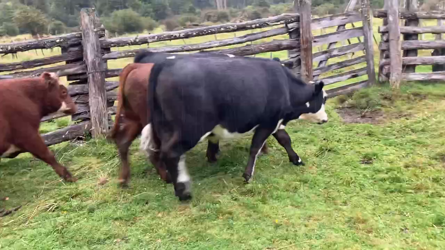 Lote 45 Novillo Engorda en Chile Chico, XI Región Aysén