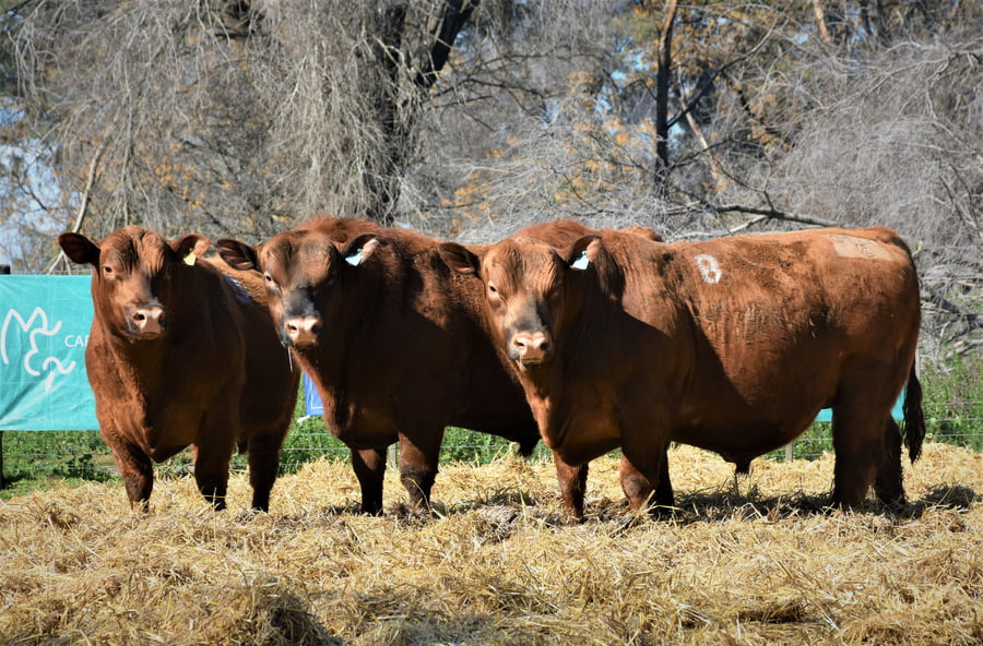 Lote "Cabaña ""La Marianita"" Toros Angus PC"