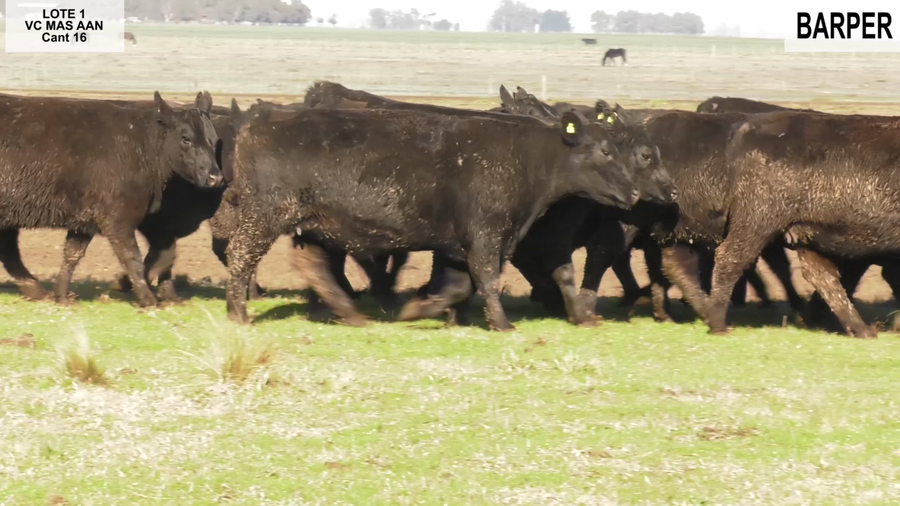 Lote BARPER S.A.: VACA A.Angus con Garantía de Preñez MÁS con GARANTÍA DE PREÑEZ 2da Parición