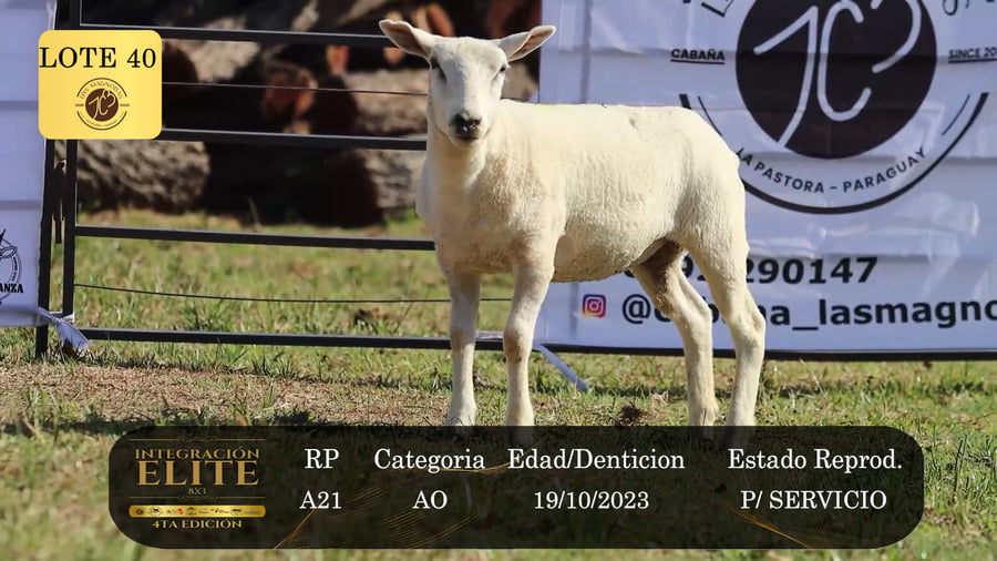 Lote LOTE 40