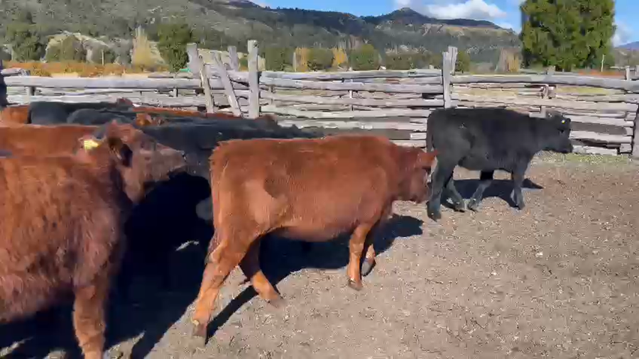 Lote 38 Ternera en Chile Chico, XI Región Aysén