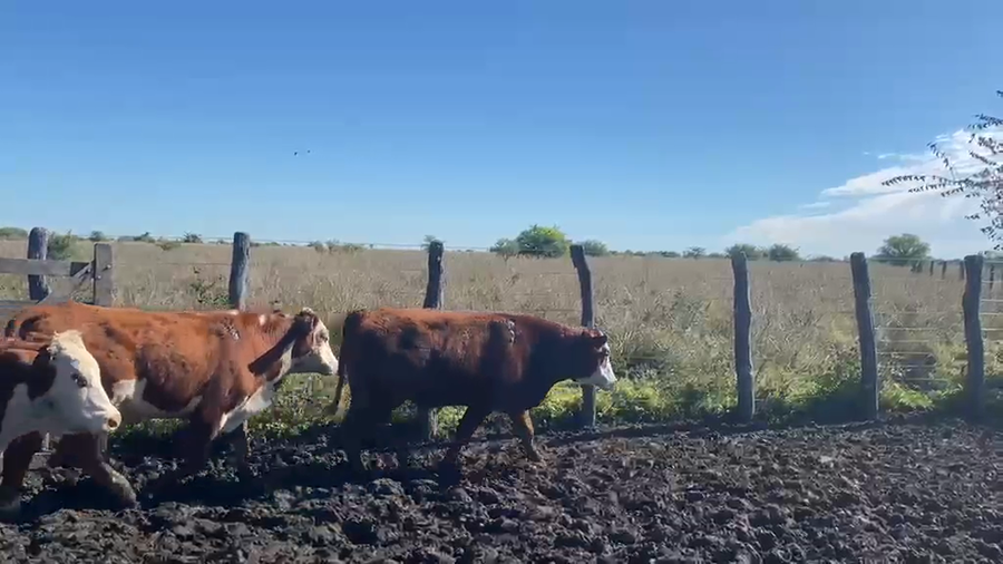 Lote 45 Novillos en Corrientes, San Lorenzo