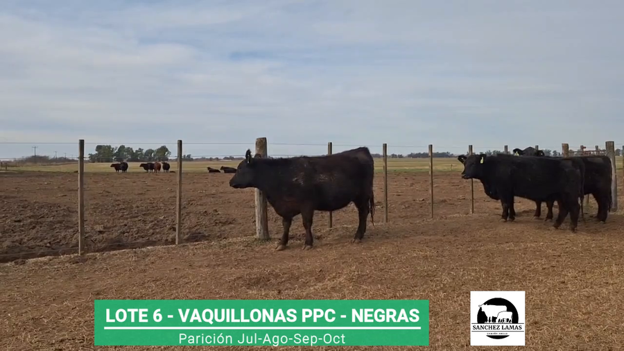 Lote VAQUILLONAS PPC NEGRAS