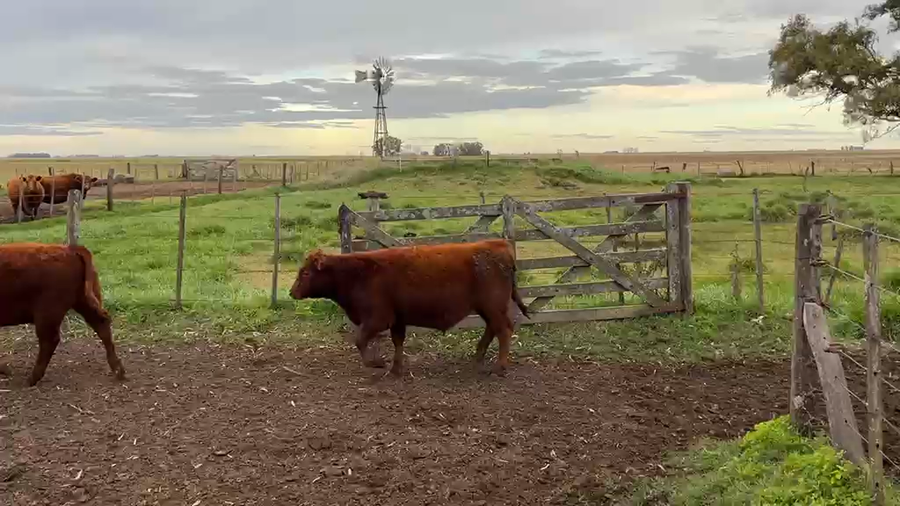 Lote 70 Terneros en Buenos Aires, Las Flores