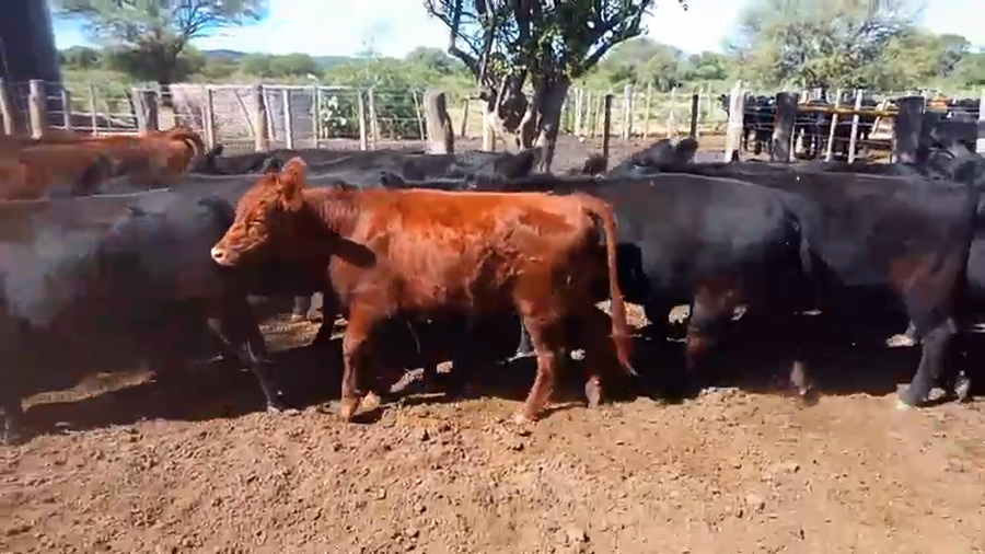 Lote 48 Vaquillonas P/ Servicio