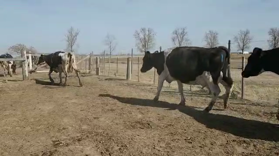 Lote Est. Don Osvaldo - Produccion