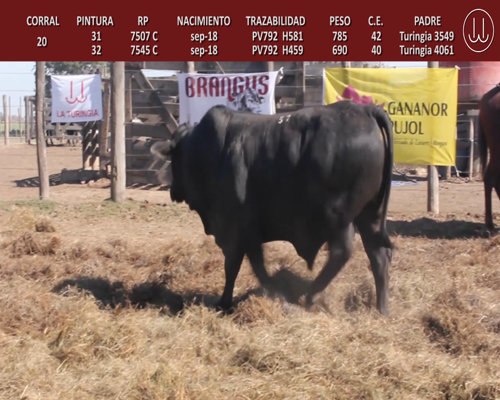 Lote TOROS BRANGUS DE CABAÑA LA TURINGIA