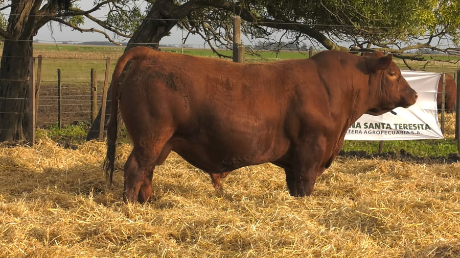 Lote Toros PC Colorados