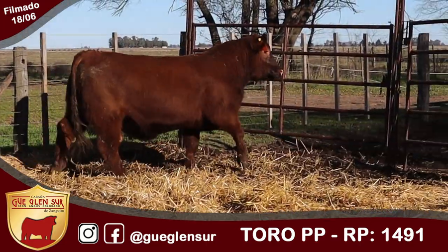 Lote Toro PP