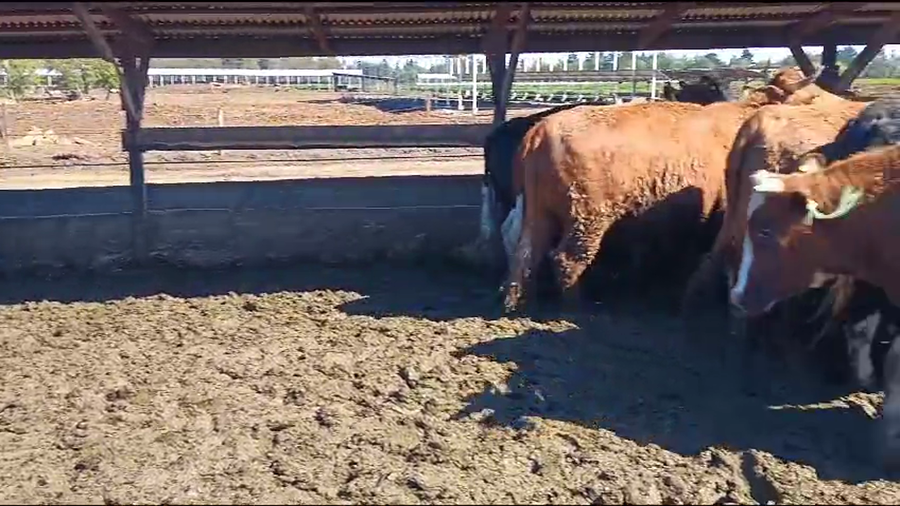 Lote 40 Novillo Gordo en Los Ángeles, VIII Región Biobío