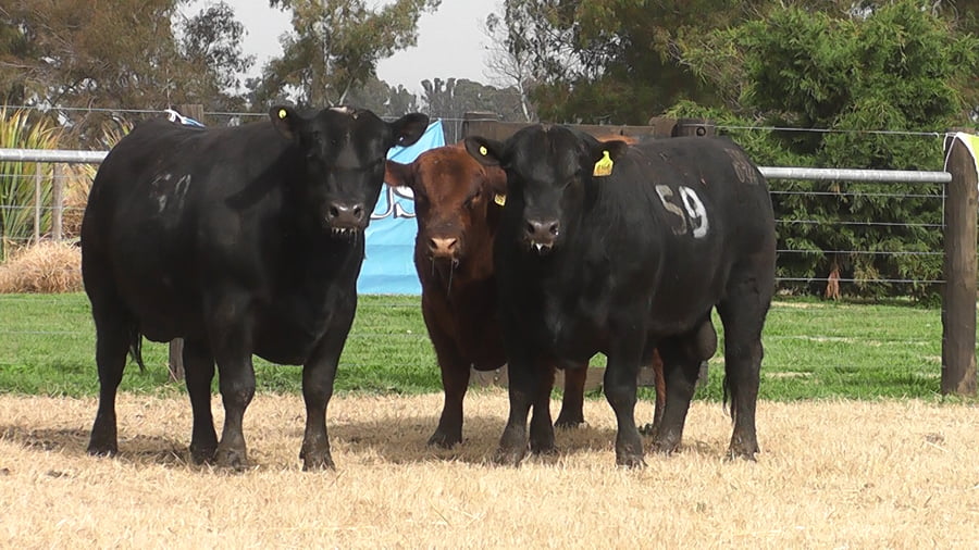 Lote TOROS ANGUS PC
