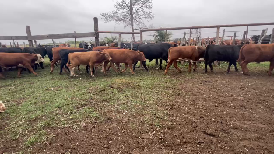 Lote 49 Terneros/as en Bella Vista, Corrientes