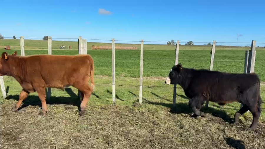 Lote TERNEROS