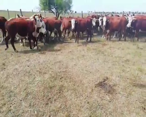 Lote 50 Novillitos en Villaguay, Entre Ríos