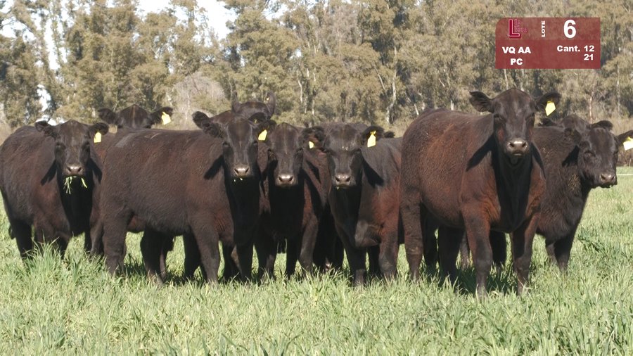 Lote VAQUILLONAS ANGUS NEGRAS PURAS CONTROLADAS C/GTÍA DE PREÑEZ