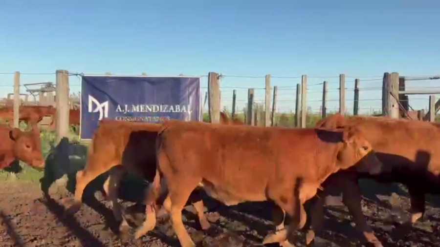 Lote 70 TERNS. HEMBRAS, GUAMINI, PCIA. DE BS. AS.