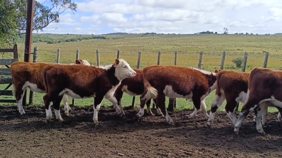 Lote Birriel Hnos y Asociados