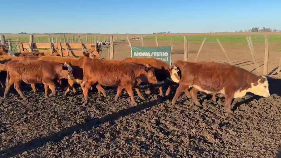 Lote 100 Terneras en Trenel