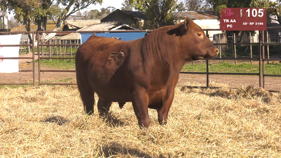 Lote TOROS ANGUS COLORADOS  PC