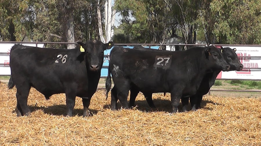 Lote TOROS ANGUS NEGROS PC