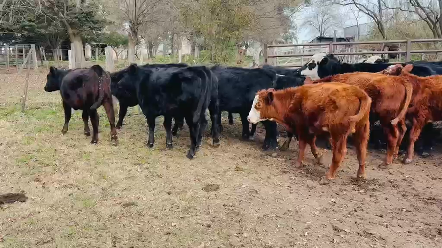Lote 20 Terneros/as