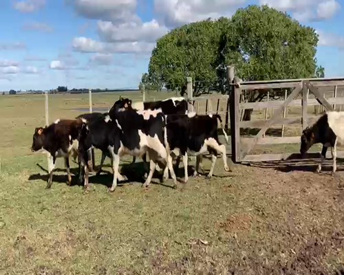 Lote (Vendido)7 Terneros HO a remate en Pantalla Carmelo 150kg -  en PUNTAS DEL SAUCE