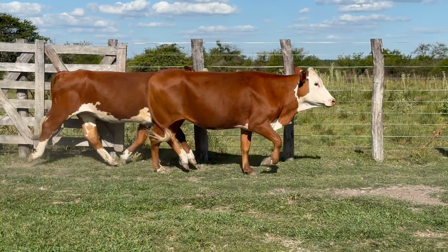 Lote 55 Vacas de invernar