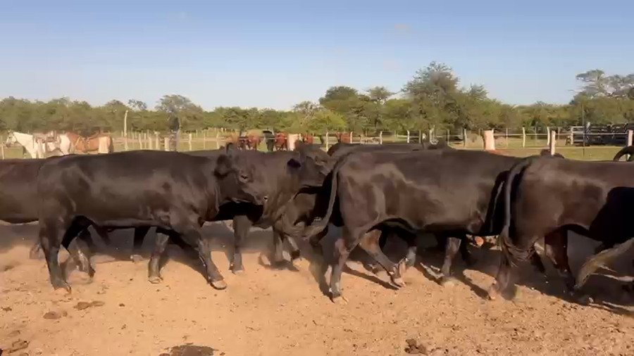 Lote 38 Vaquillonas en Entre Ríos, Federal