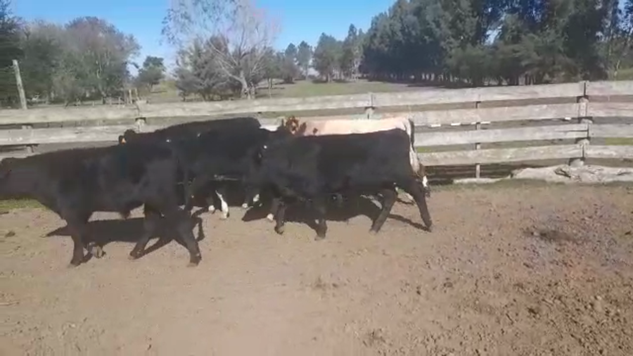 Lote TERNEROS HOLANDO