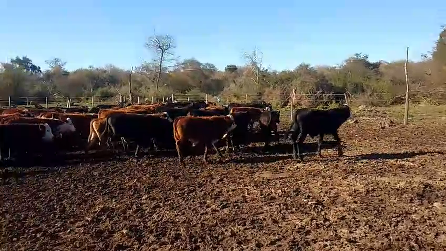 Lote 110 Terneros/as