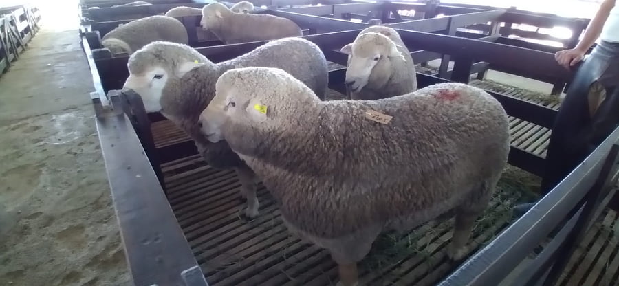 Lote 4 borregos puro de origen 2dts planteleros