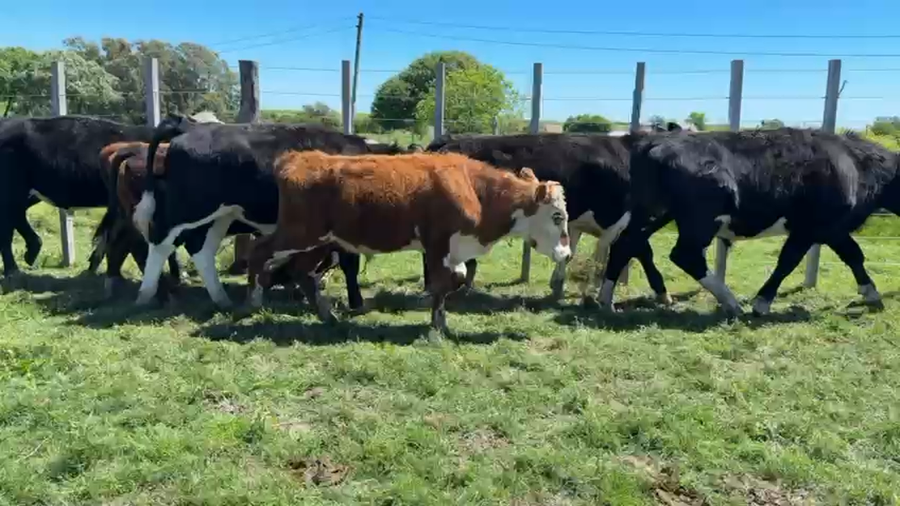 Lote NOVILLOS 1 a 2 AÑOS