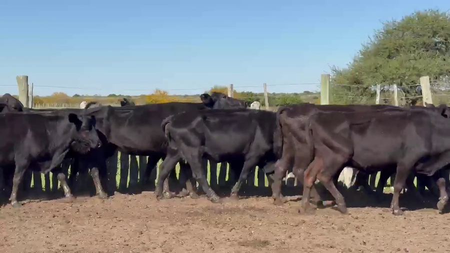 Lote 38 Vacas usadas preñadas