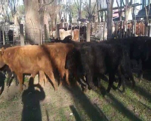 Lote 44 Terneros en Gral. Lamadrid, Buenos Aires