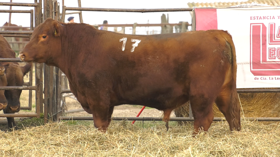 Lote TOROS ANGUS COLORADOS  PC