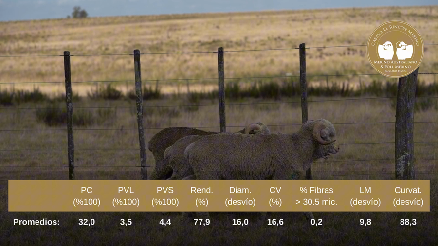 Lote Carneros de campo