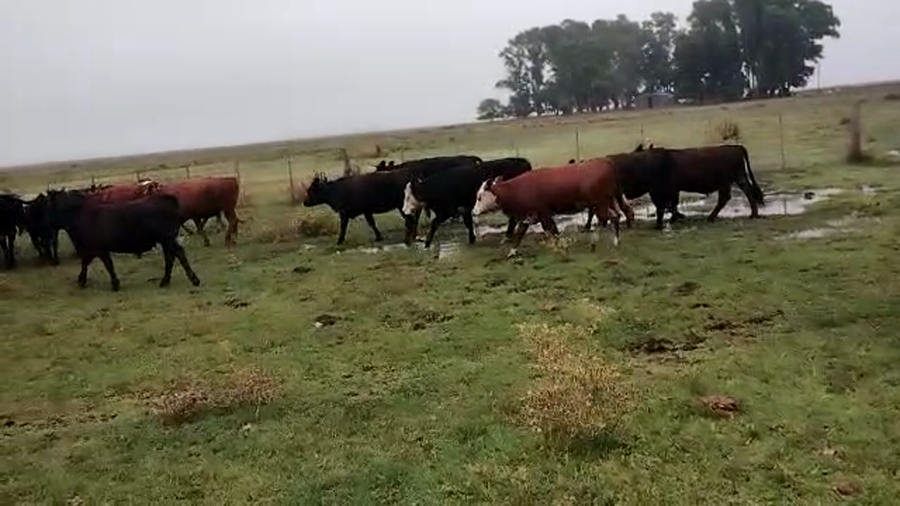 Lote 104 Novillitos y vaquillonas en Buenos Aires, Tapalqué