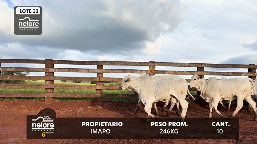 Lote LOTE 33