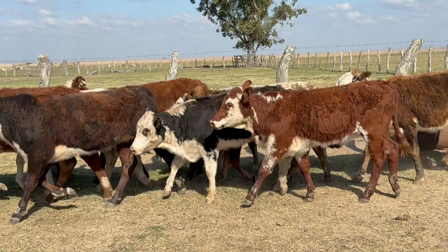 Lote 79 Terneras en Corrientes, Mercedes