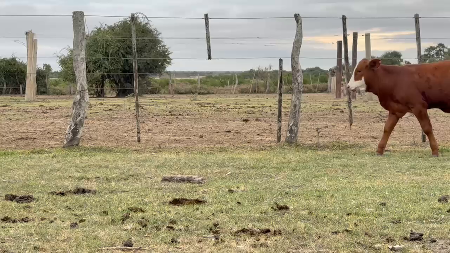 Lote 134 Terneros
